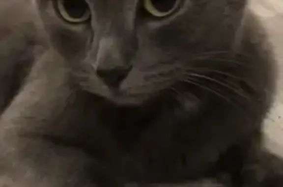 Найдена кошка, Иркутск, фото: Найдена кошка на Трилиссера 84/1, Иркутск