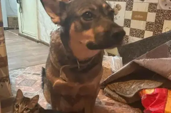 Пропала собака в Чите, Забайкальский край