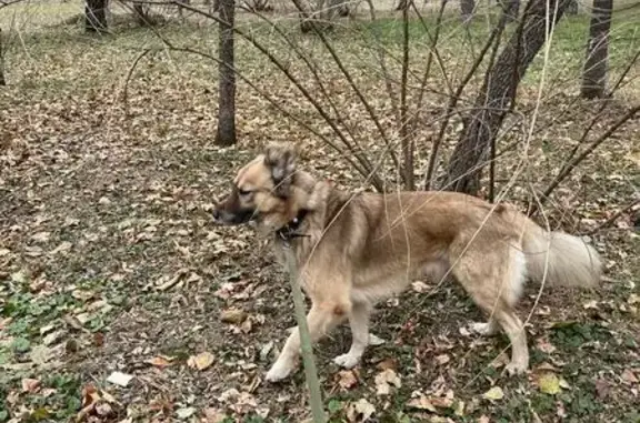 Найдена собака, Хабаровск, фото: Найдена собака, Амурский бульвар, 7