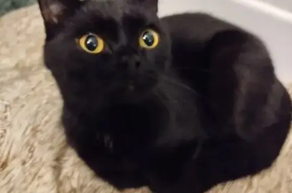 Найдена кошка, Барнаул, фото: Найдена черная кошка, пр. Ленина, 65