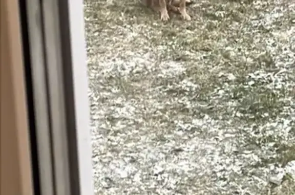 Собаки потеряшки, Новосибирская область, фото: Потеряшка собака, Кудряшовский, Новосиб. обл.