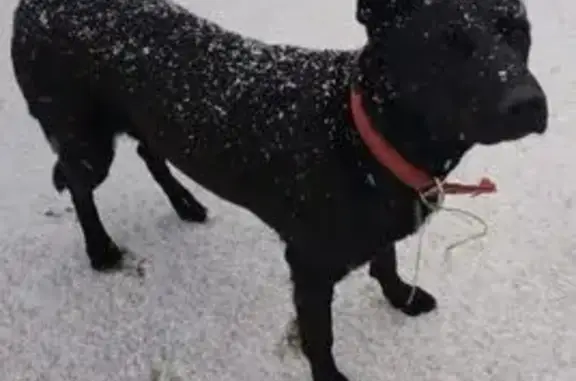 Найдена собака, Хабаровск, фото: Собака найдена: Бурейская ул., Хабаровск