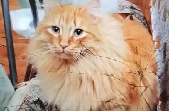 Объявления о пропавших и найденных животных, Урай, фото: Пропала кошка, Туманная ул., Урай