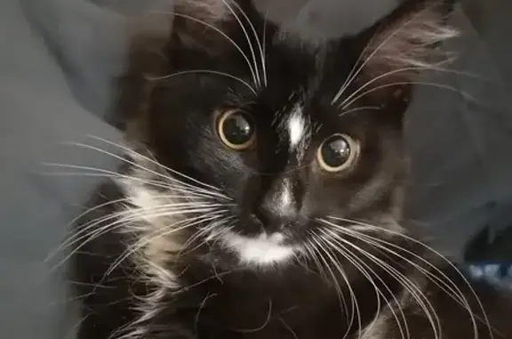 Кошки потеряшки, Алтайский край, фото: Потеряшка кошка, Барнаул, Алтайский край