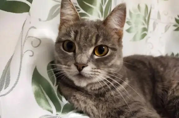 Пропала кошка, Могилёвская ул., Челябинск