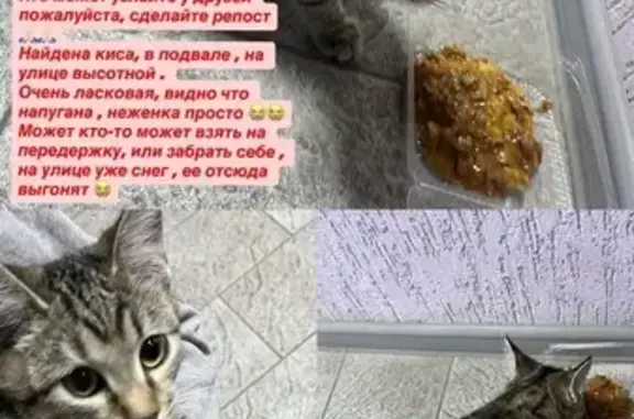 Найдена кошка, Красноярск, фото: Кошка найдена, Высотная 2с8, Красноярск