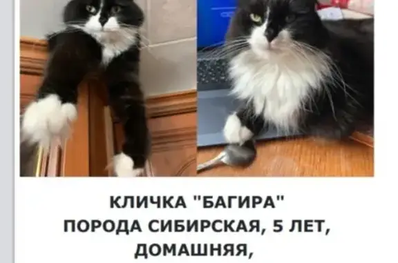 Кошки потеряшки, Москва, фото: Потеряшка кошка, Боровское ш., 47, Москва