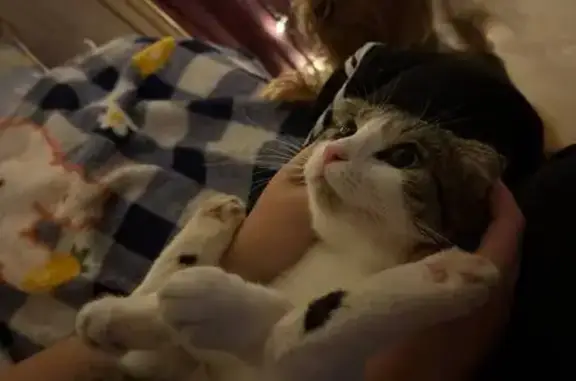 Кошки потеряшки, , фото: Потеряшка кошка, 03К-108, Красный Курган