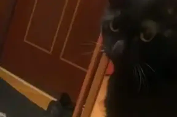 Кошки потеряшки, Краснодар, фото: Потеряшка кошка, Сормовская 179/1, Краснодар