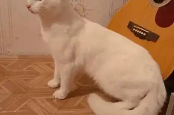 Найденные животные Елабуга, фото: Кошка найдена, ул. Марджани 14, Елабуга