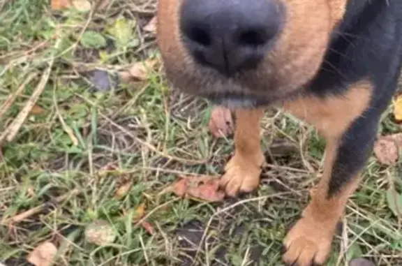 Собака найдена: Восточный обход, Казинка