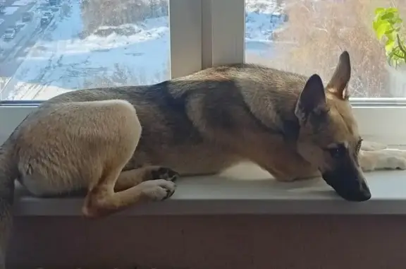 Пропала собака в Краснообске, НСО