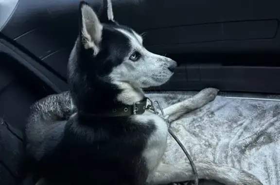 Найдена хаски, Сергеева 3/5, Иркутск