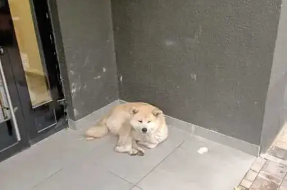 Найдена собака, , фото: Собака найдена: Берёзовая, 5 к1, Рязань