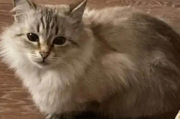 Кошки потеряшки, Копейск, фото: Потеряшка кошка, Екимова 19, Копейск