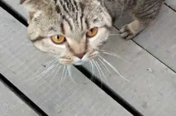 Найдена кошка, Иссадское, фото: Кошка найдена в 