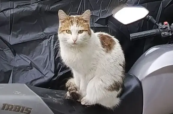 Кошки потеряшки, Рекшино, фото: Потеряшка кот в Рекшино, 22Р-0159