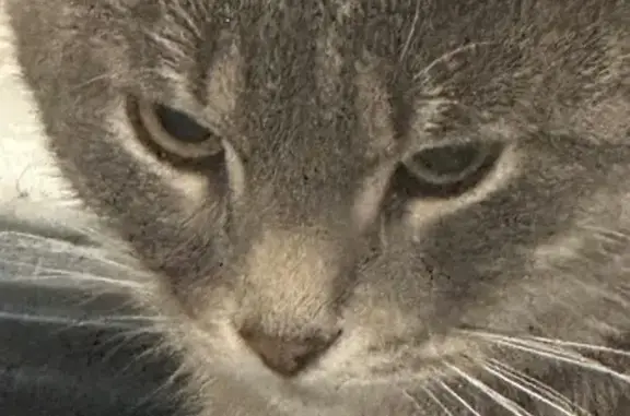 Найдена кошка, Рязанская область, фото: Кошка найдена в Агро-Пустынь, Рязанская обл.