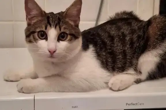 Пропала кошка, Палехская ул. 13, Москва