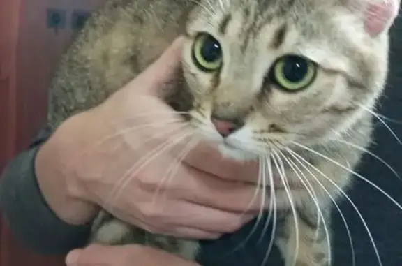 Найдена кошка, Ростов-на-Дону, фото: Кошка найдена: Казахская 87/1, Ростов-на-Дону