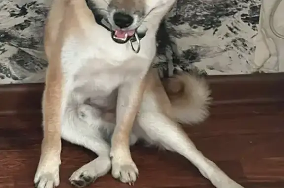 Пропал рыжий сиба ину, Юбилейная, Люберцы