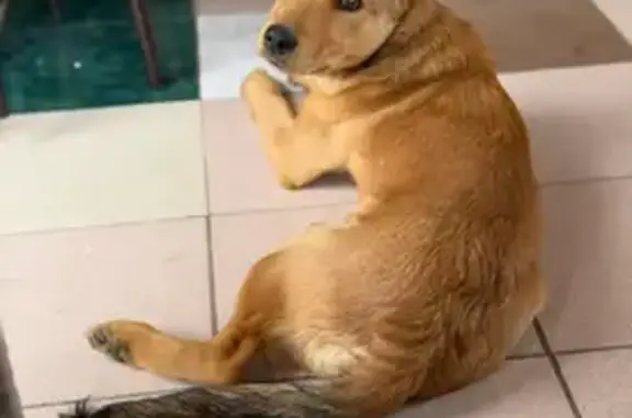 Пропала собака, 2-я Садовая ул. 9, Тула