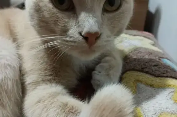 Пропала кошка, Автомобильная ул., Минусинск