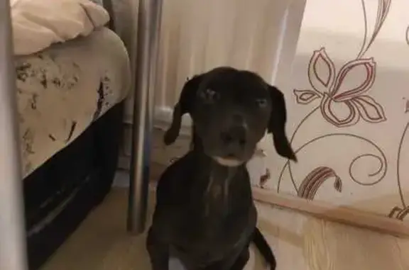 Найдена собака, , фото: Найдена такса у Большой Санкт-Петербургской, 130