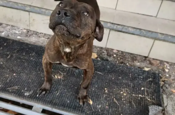 Найдена собака, Майкоп, фото: Найдена собака, 6-й переулок, Майкоп
