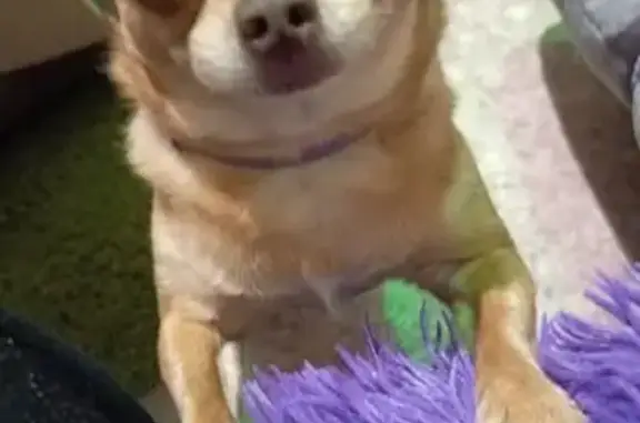 Пропала собака, ул. Челюскинцев 54, Кыштым