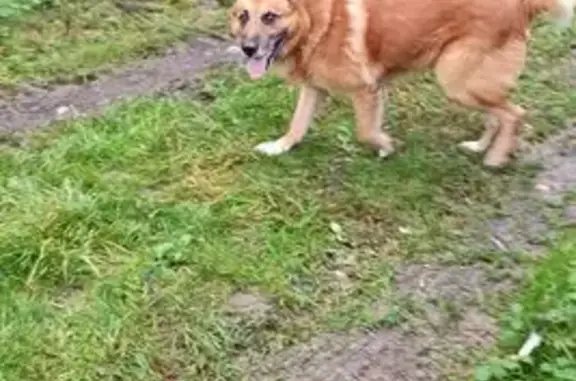 Найдена собака, , фото: Найдена рыжая собака, Троице-Лобаново