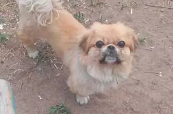 Пропала собака на ул. Молодёжная, 23, Чита