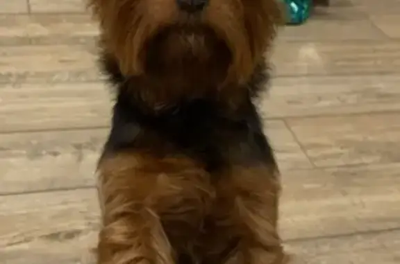 Собаки потеряшки, Кандалакша, фото: Потеряшка собака Йорк Майло, Пронина 12А