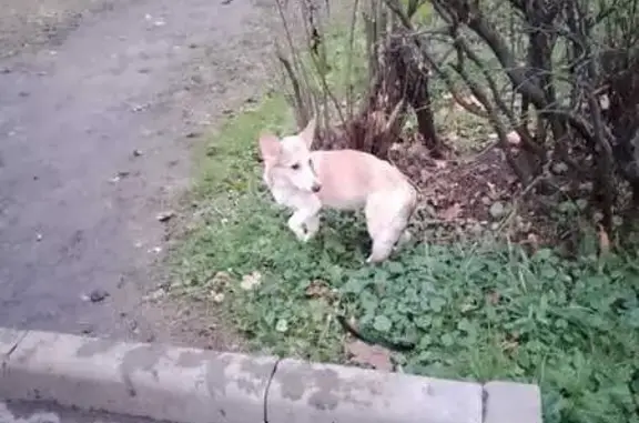 Найдена собака, ул. Авиаторов, Москва