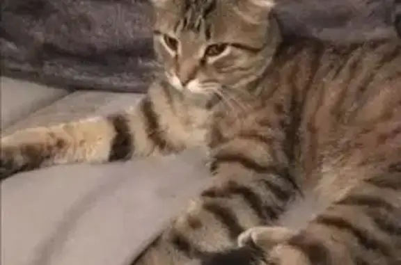 Найдена кошка, Мценск, фото: Найдена кошка, ул. Гагарина 83, Мценск