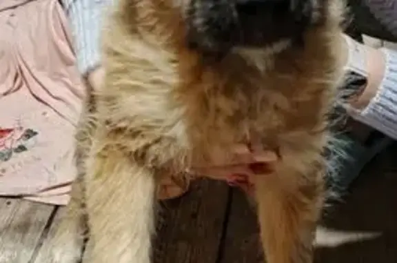 Найдена собака, городской округ Новочеркасск, фото: Щенок найден на Баклановском пр., 105Б