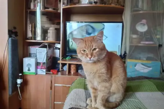 Пропала кошка, ул. Машинистов 49/9, Пермь