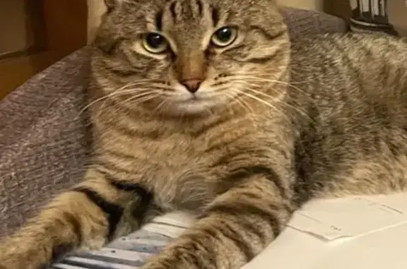 Пропала кошка, ул. Злобина, Зеленоград