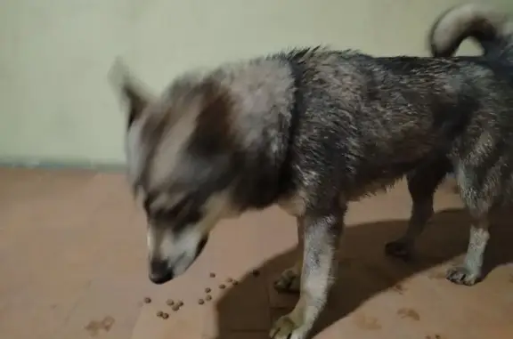 Найдена собака на ул. Старостина, Мурманск