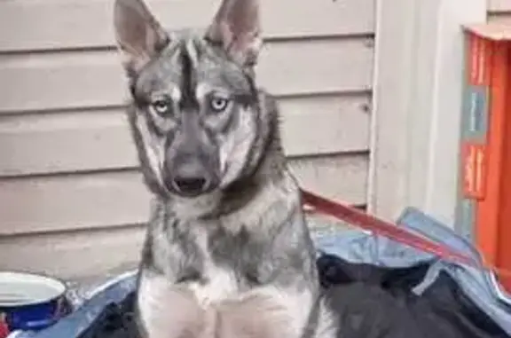 Пропала хаски в Туле, ул. М. Горького, 22