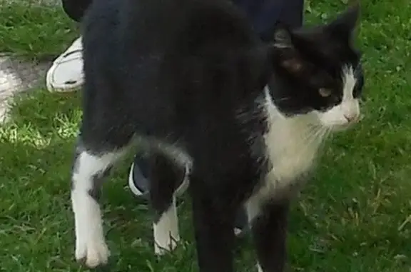 Кошки потеряшки, Ярославль, фото: Потеряшка кошка, ул. Софьи Ковалевской, Ярославль