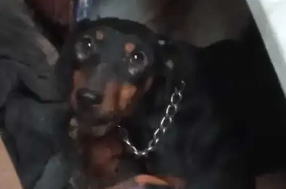 Найдена собака, Саратов, фото: Такса найдена на Киселёва, 38, Саратов