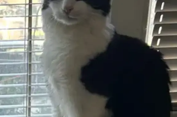 Кошки потеряшки, Севастополь, фото: Потеряшка кошка, ул. Б. Михайлова, 12, Сев.