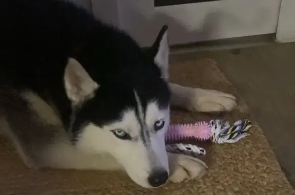 Найдена собака, Московская область, фото: Хаски найдена в Судниково, МО