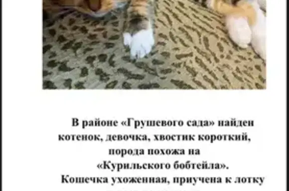 Найдена кошка, Южно-Сахалинск, фото: Кошка найдена, ул. Бородина 6А, Ю-Сах.