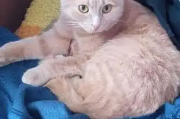 Кошки потеряшки, Еманжелинск, фото: Потеряшка кошка, ул. 8 Марта, 51, Еманжелинск