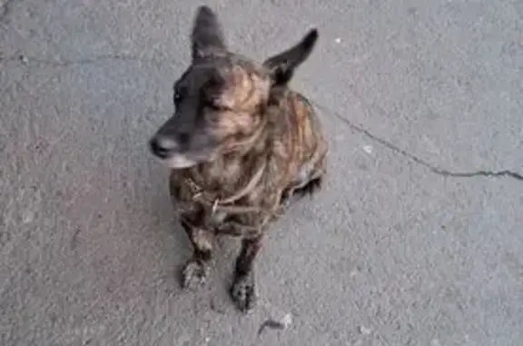 Собака найдена на ул. Котельникова, 7А