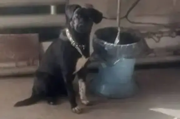 Пропала собака, ул. Красных Партизан, 2А