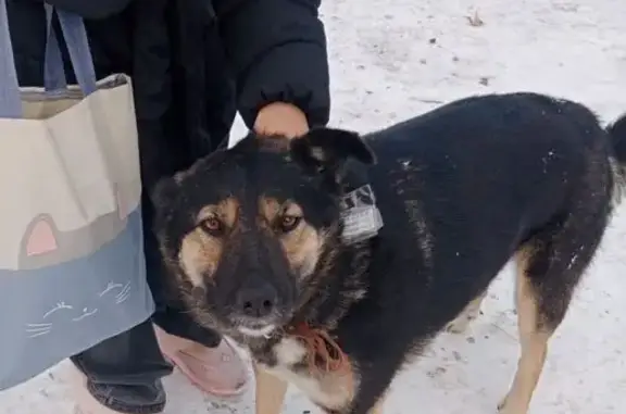 Собака найдена: Ботанический пер., 6, Томск