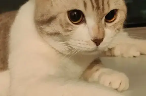 Кошки потеряшки, Казань, фото: Потеряшка кошка, ул. Восстания, 111, Казань